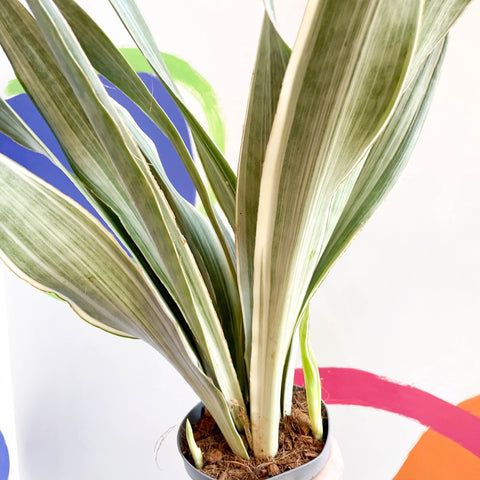 sansevieria aubrytiana metallica Planta Serpiente