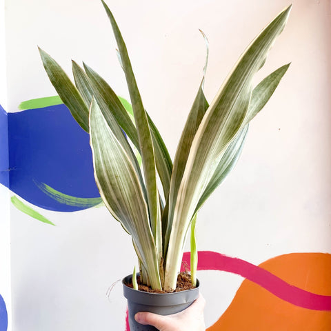 sansevieria metallica for sale Snake Plant