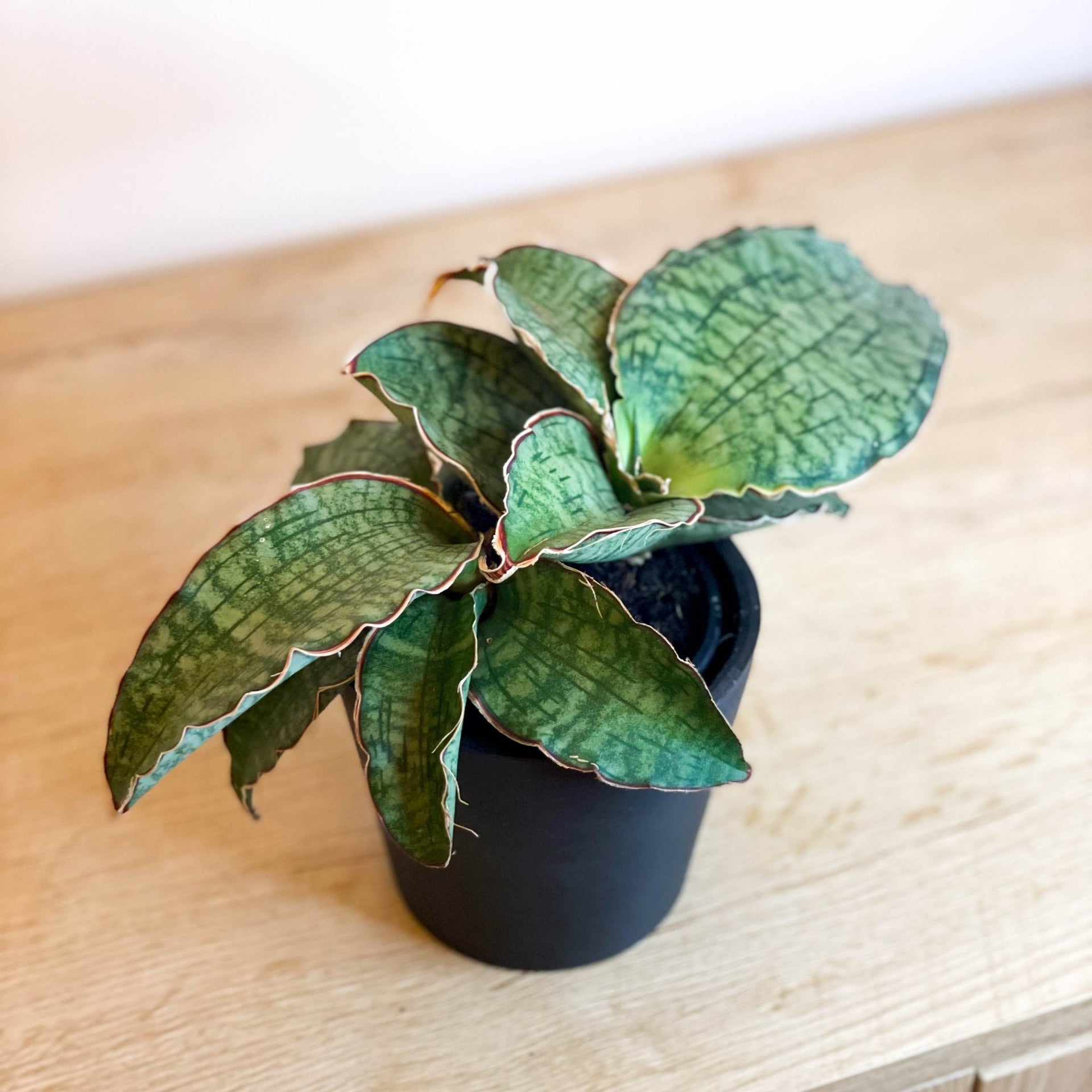 sansevieria kirkii silver blue Snake Plant