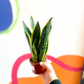 Snake Plant - Sansevieria laurentii - Sprouts of Bristol