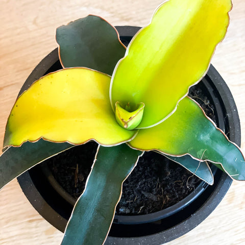 sansevieria canary Snake Plant