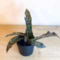 Snake Plant - Sansevieria 'Star Canyon Granite' - Sprouts of Bristol