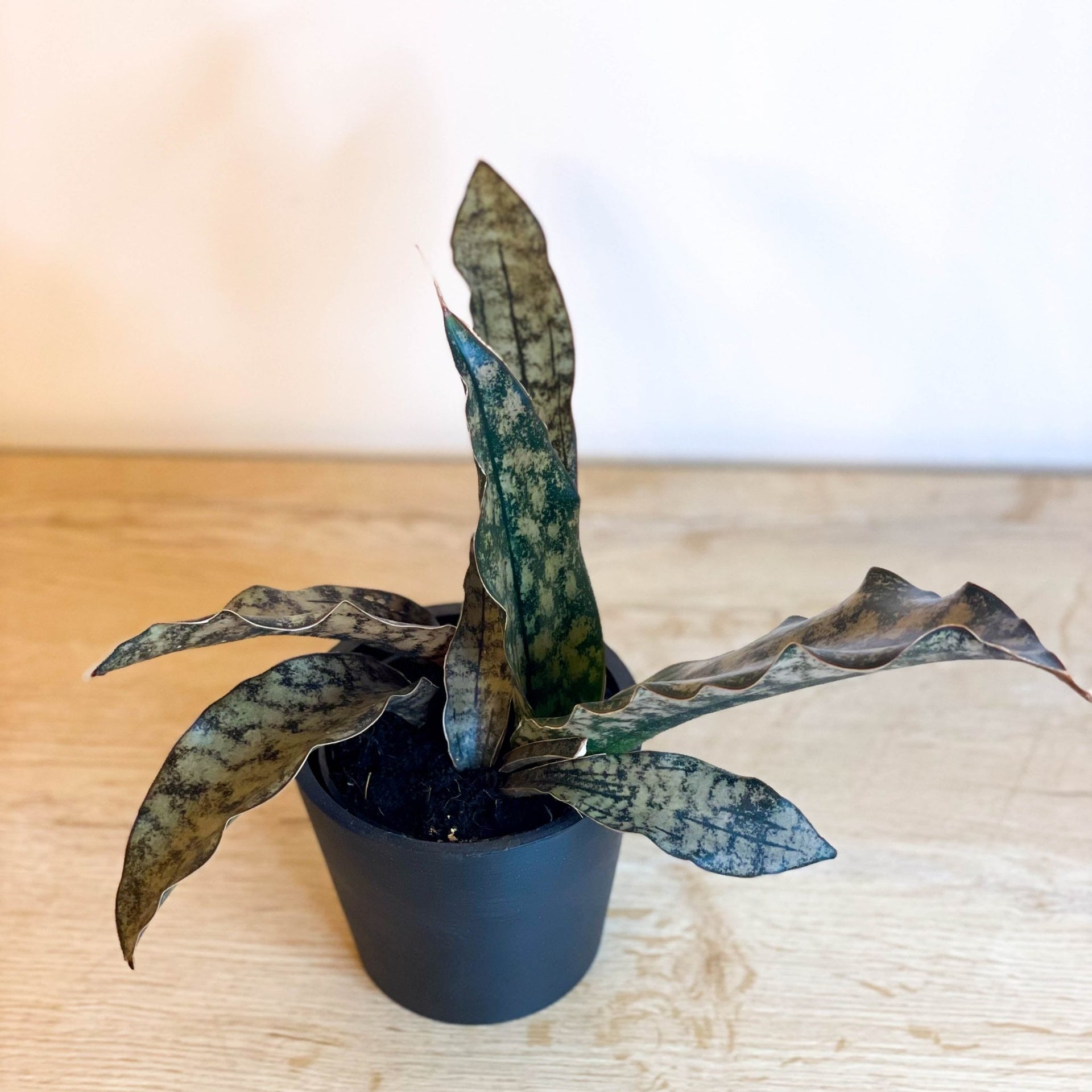 sansevieria granite Snake Plant
