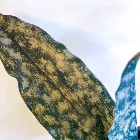 sansevieria star canyon granite Snake Plant