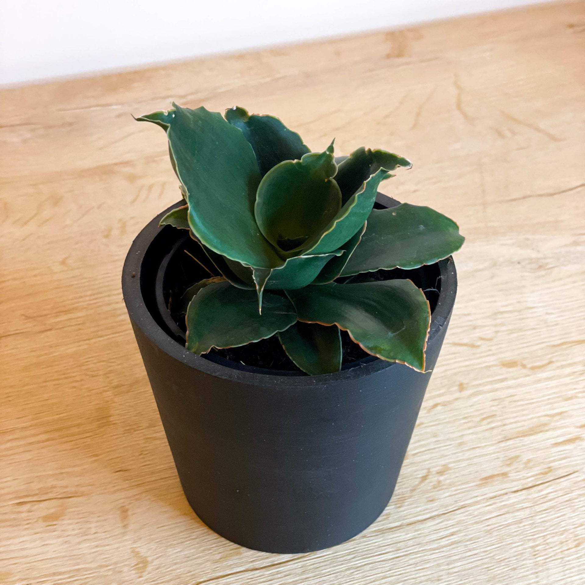Snake Plant