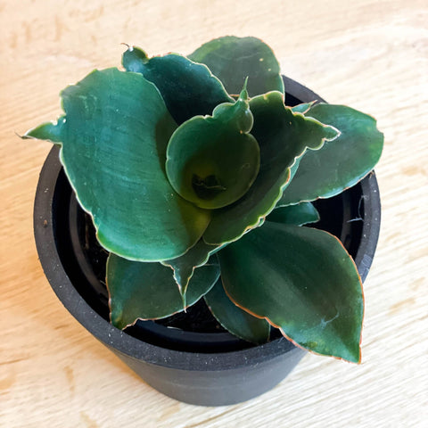 rose snake plant Snake Plant