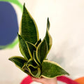Snake Plant - Sansevieria trifasciata 'Futura Green Superba' - Sprouts of Bristol