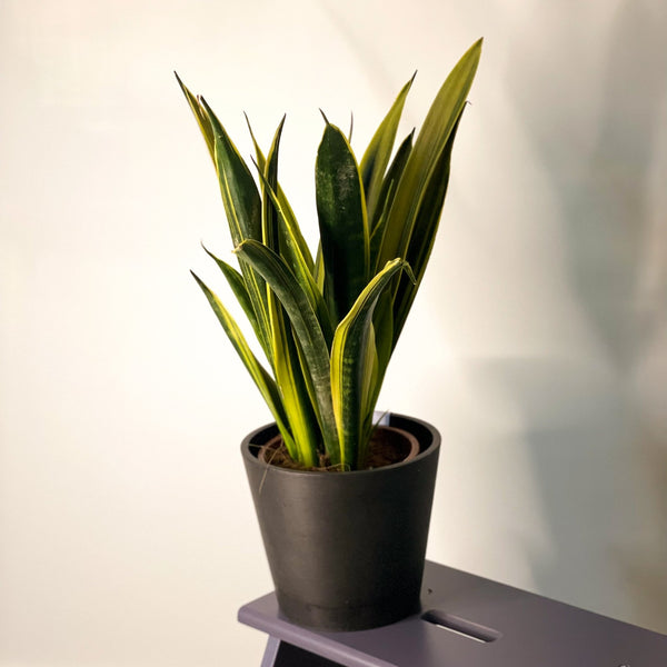 Sansevieria trifasciata 'Gold Flame'