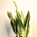 Snake Plant - Sansevieria zeylanica - Sprouts of Bristol