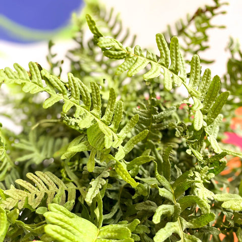 Soft Shield Fern - Polystichum - Cotswold Grown Perennial - Sprouts of Bristol