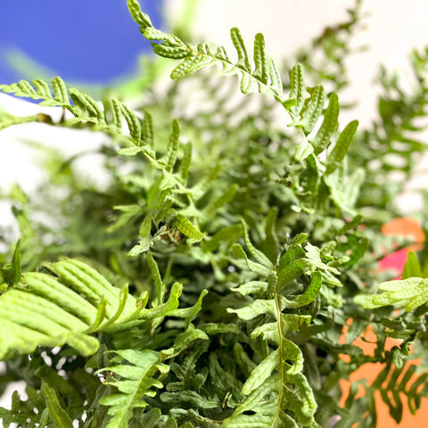 Soft Shield Fern - Polystichum - Cotswold Grown Perennial - Sprouts of Bristol