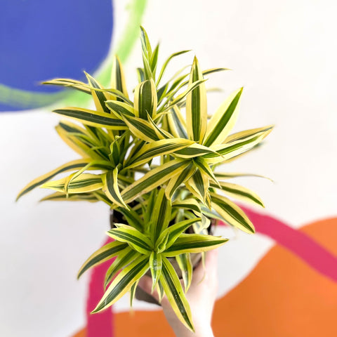 Song of India - Dracaena reflexa 'Painted Beauty' - British Grown - Sprouts of Bristol