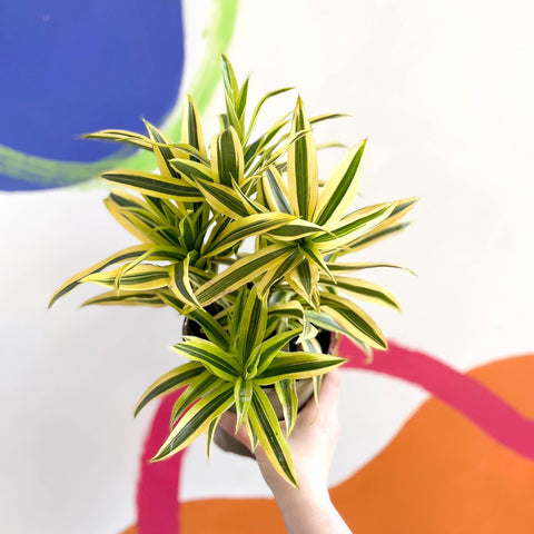 dracaena reflexa 'song of india' Song of India - Dracaena reflexa 'Painted Beauty'