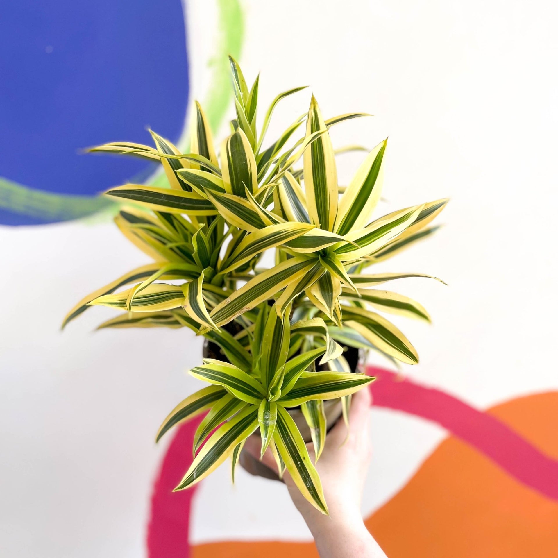 Song of India – Dracaena reflexa „Painted Beauty“ – in Großbritannien –  Sprouts of Bristol