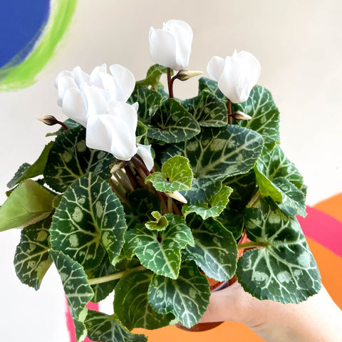 Sowbread - Cyclamen 'White Tianis' - Sprouts of Bristol