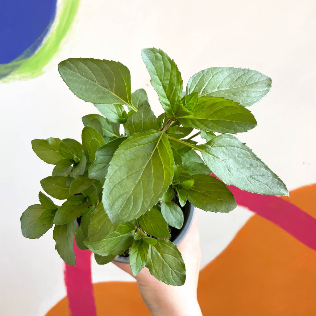 Spanish Mint - Mentha spicata - British Grown Culinary Herbs - Sprouts of Bristol