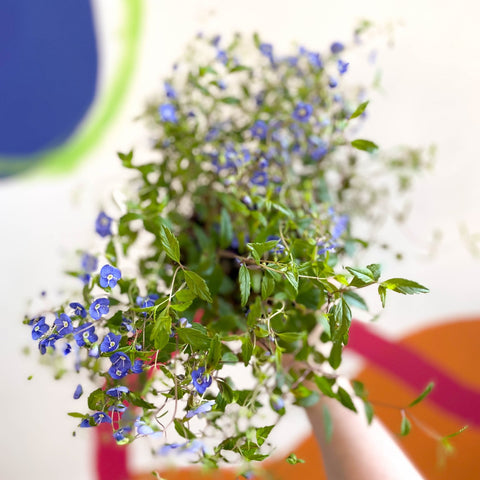 Speedwells - Veronica peduncularis 'Georgia Blue' - British Grown Semi-Evergreen Perennial - Sprouts of Bristol