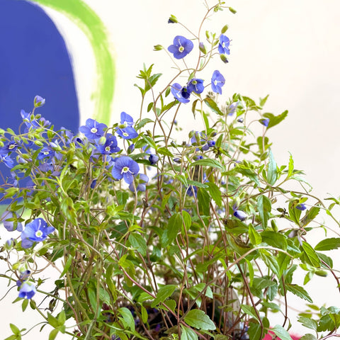 Speedwells - Veronica peduncularis 'Georgia Blue' - British Grown Semi-Evergreen Perennial - Sprouts of Bristol