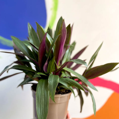 spider lily houseplant Spider Lily - Tradescantia spathacea 'Sitara'