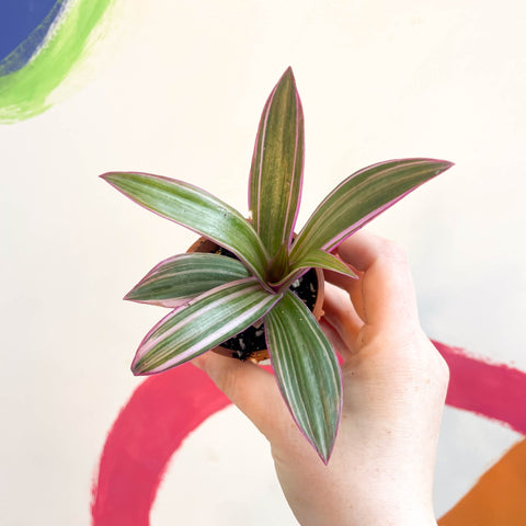 tradescantia spider lily Tradescantia spathacea 'Varicolor' - Spider Lily