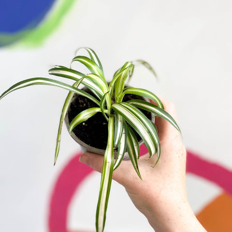spider plant uk Spider Plant - Chlorophytum comosum 'Variegatum'