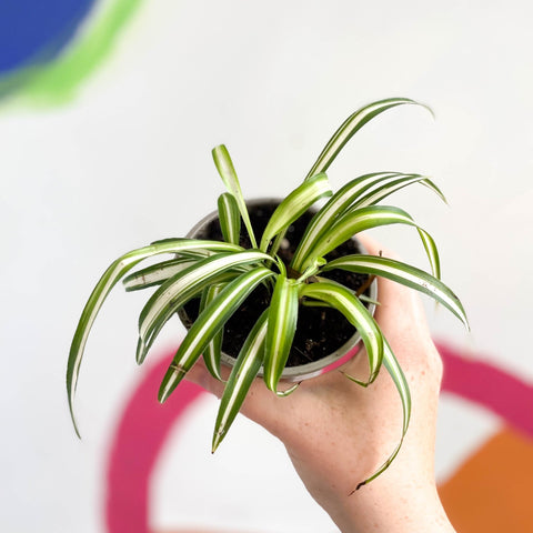 chlorophytum 'variegatum' Spider Plant - Chlorophytum comosum 'Variegatum'