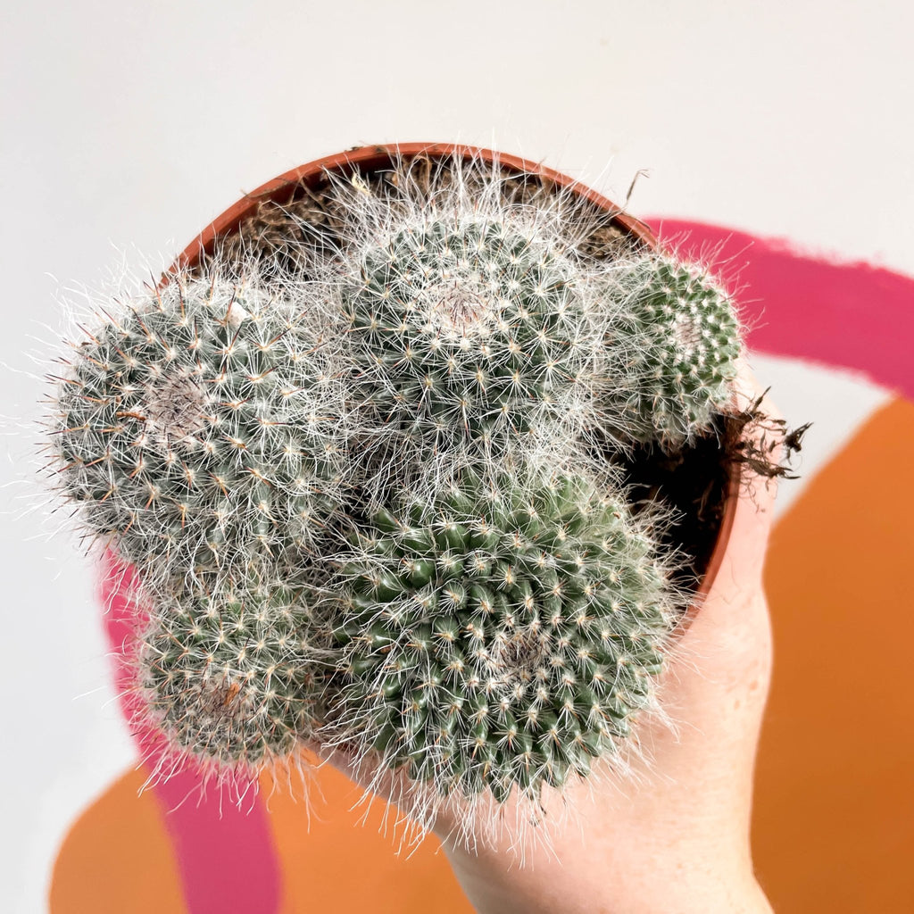 Spiny Pincushion Cactus - Mammillaria spinosissima - Sprouts of Bristol