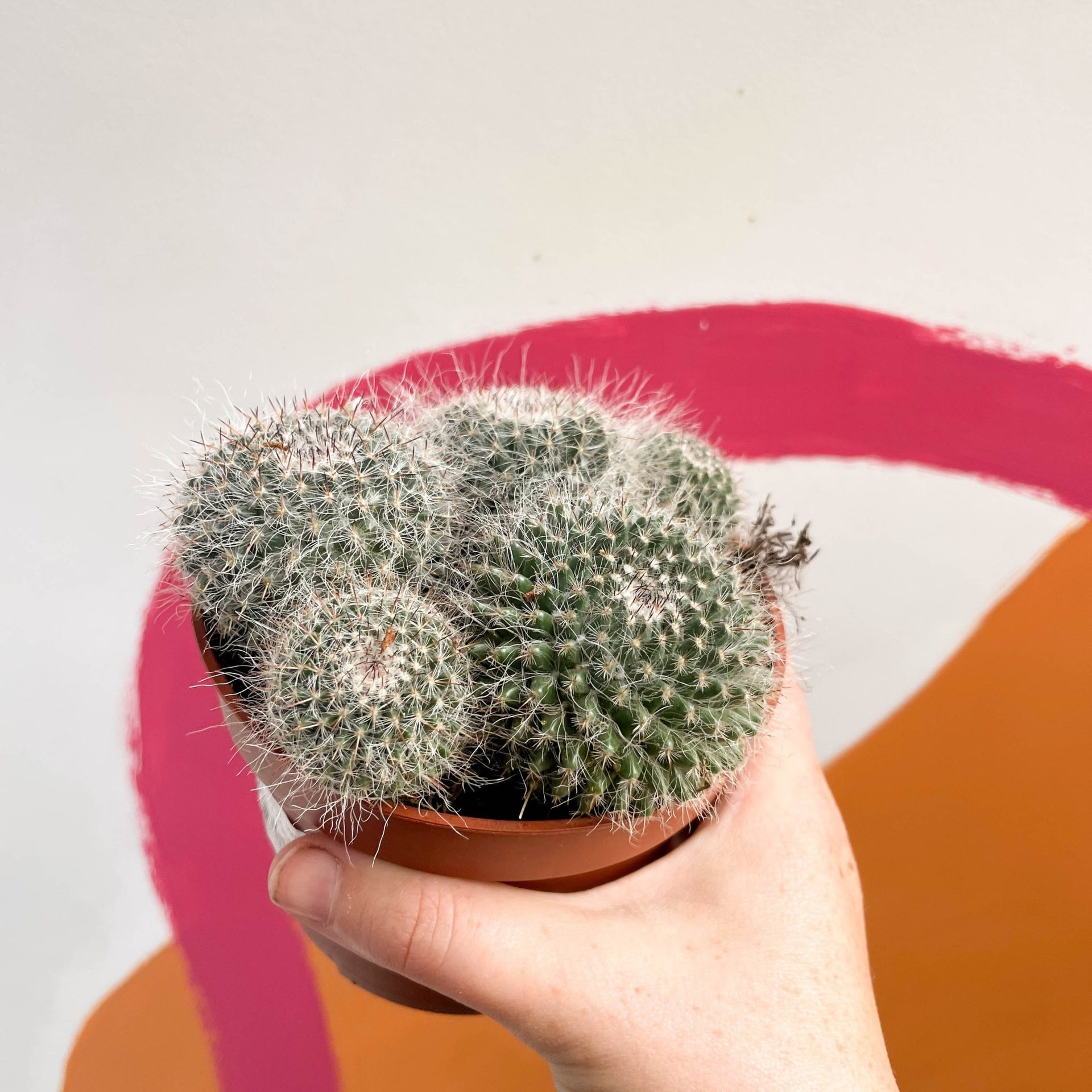 types of pincushion cactus Spiny Pincushion Cactus