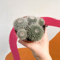 Spiny Pincushion Cactus - Mammillaria spinosissima - Sprouts of Bristol