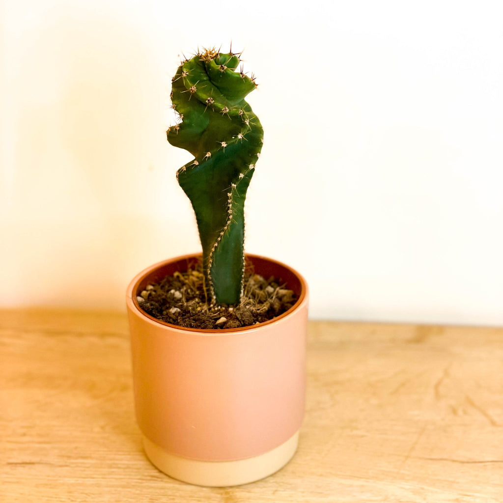 Spiral Cactus - Cereus jamacaru 'Spiralis' - Sprouts of Bristol