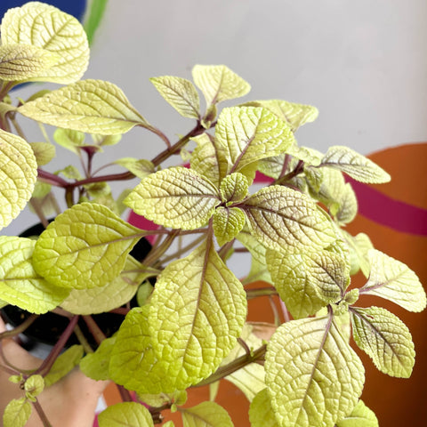 Spurflower - Plectranthus ciliatus 'Easy Gold' - Welsh Grown - Sprouts of Bristol