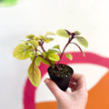 Spurflower - Plectranthus 'Easy Gold' - Welsh Grown - Sprouts of Bristol