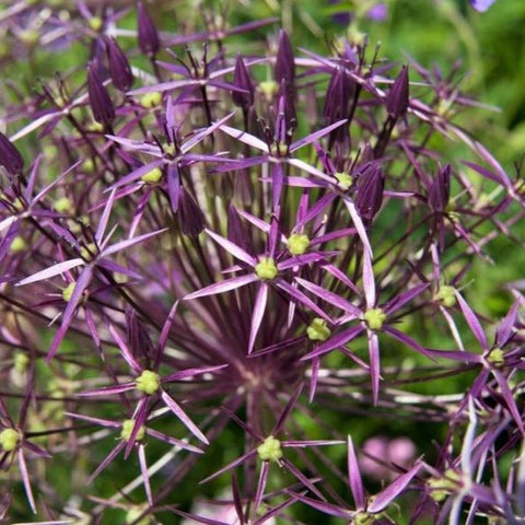 Star of Persia - Allium cristophii [Bulbs] - Sprouts of Bristol
