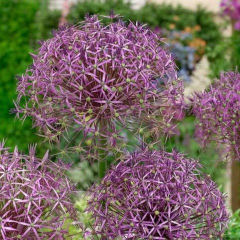 Star of Persia - Allium cristophii [Bulbs] - Sprouts of Bristol