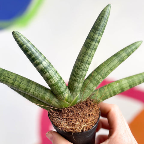 boncellensis sansevieria Starfish Snake Plant
