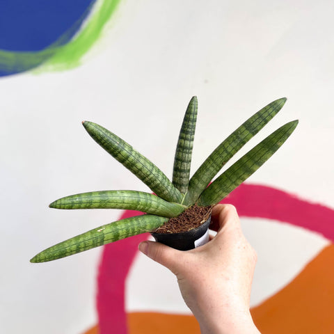 sansevieria starfish cats Starfish Snake Plant