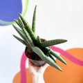 Starfish Snake Plant - Sansevieria cylindrica boncellensis ‘Boncel’ - Sprouts of Bristol
