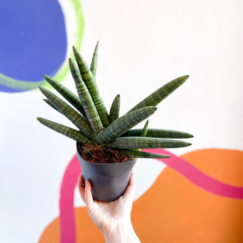 sansevieria boncellensis care Starfish Snake Plant