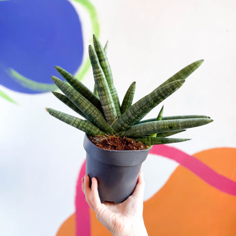 sansevieria starfish boncel Starfish Snake Plant