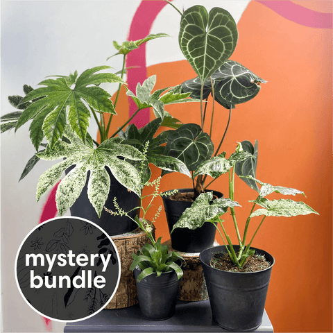 Strange & Unusual Mystery Plant Bundle | Subscription Available | House Plant Lucky Dip Gift Set - Sprouts of Bristol