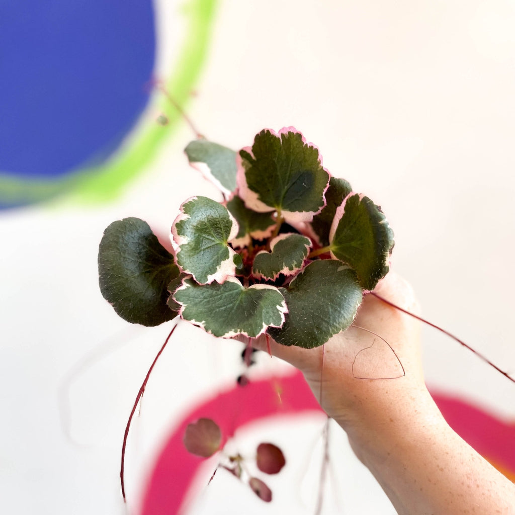 Strawberry Begonia - Saxifraga stolonifera 'Tricolor' - Welsh Grown - Sprouts of Bristol