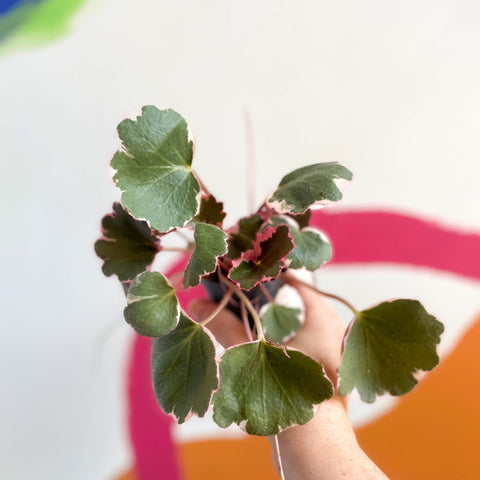 Strawberry Begonia - Saxifraga stolonifera 'Variegata' - Sprouts of Bristol