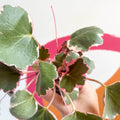Strawberry Begonia - Saxifraga stolonifera 'Variegata' - Sprouts of Bristol