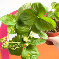 Strawberry Plant - Fragaria 'Delizz' - Sprouts of Bristol