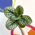 Streptocarpus ‘Pretty Turtle’ - Sprouts of Bristol