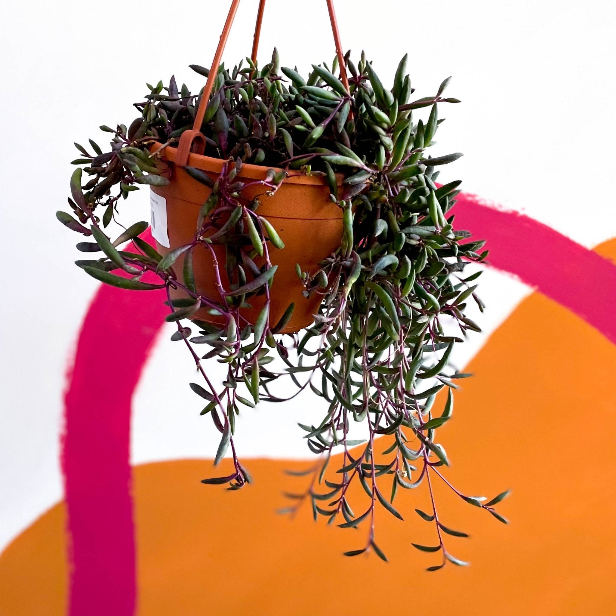 String Of Bananas Senecio Herreianus Purple Flush Sprouts Of Bristol string-of-bananas-senecio-herreianus-purple-flush-sprouts-of-bristol