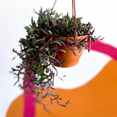 Senecio Herreianus Purple Flush Purple String Of Bananas Sprouts senecio-herreianus-purple-flush-purple-string-of-bananas-sprouts