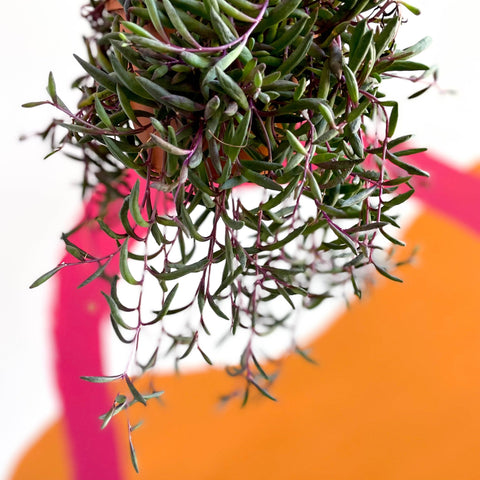 Senecio Herreianus Purple Flush Purple String Of Bananas Sprouts senecio-herreianus-purple-flush-purple-string-of-bananas-sprouts