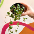 String of Coins - Peperomia prostrata 'Pepperspot' - Sprouts of Bristol