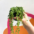 String of Pearls - Senecio rowleyanus - Sprouts of Bristol